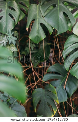Monstera green leaves or Monstera Deliciosa, background or green leafy tropical forest patterns