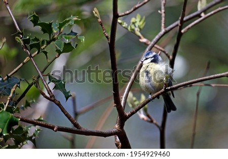 Fluffed up blue tit perched in a tree