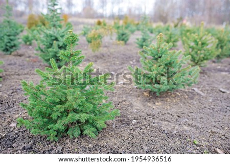 Plantatnion of young green fir Christmas trees, nordmann fir and another fir plants cultivation Royalty-Free Stock Photo #1954936516