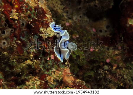 A Chromodoris Willani nudibranch crawling Cebu Philippines                              