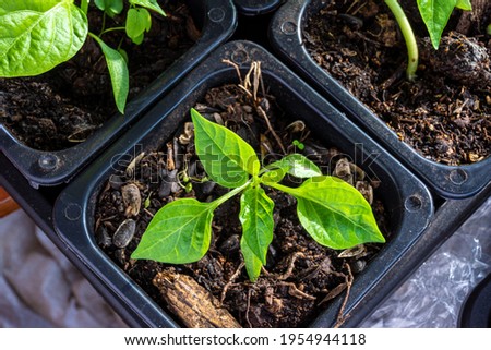 Capsicum seedlings grow in a pot with soil in a closed room with artificial heating and additional lighting. The plant expects favorable conditions for transplanting into open ground