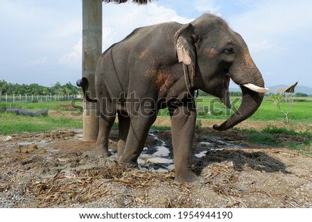 An eighteen-year-old male Thai elephant in Mae Chaem District, Chiang Mai Province, Thailand.