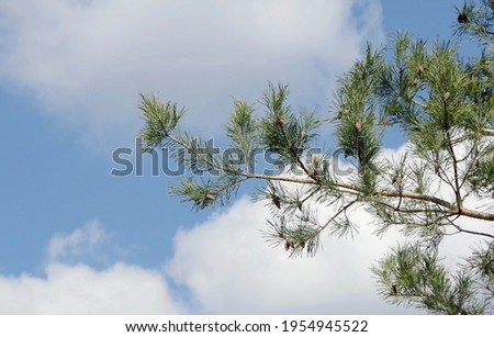 Pine branch with cones on a spring sunny day against a blue sky with white clouds. Close-up with copy space.
