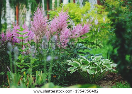 mixed garden shady border with hostas and astilbe planted together Royalty-Free Stock Photo #1954958482