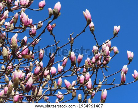 Magnolia blossom, Spring 2021, Bloomfield, NJ