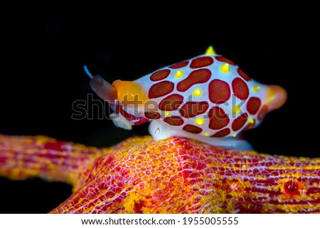 Primovula rosewateri is a species of sea snail. The body length of this creature is only 7mm. Underwater macro world of Tulamben, Bali, Indonesia.
