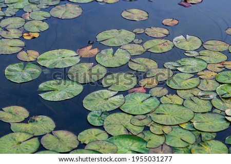 Lotus leaf close-up pictures on the water