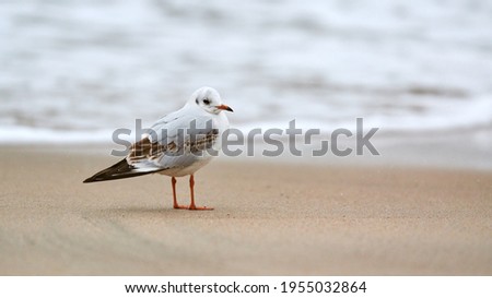 Seagull walking along seashore. Black-headed gull, Chroicocephalus ridibundus, standing on sandy beach by Baltic sea.
