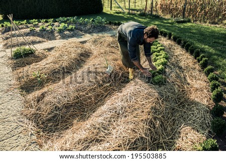 Man working on a synergistic vegetable garden Royalty-Free Stock Photo #195503885