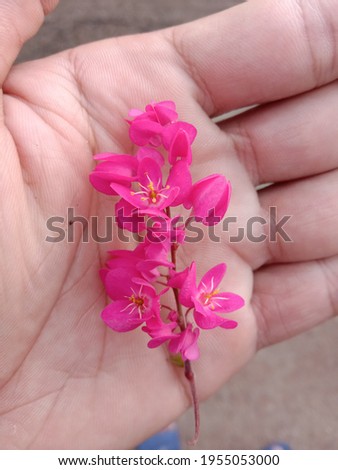 Pink flower photography on palm background picture