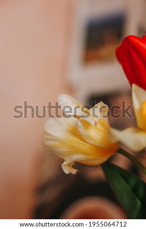 Yellow tulip in bouquet backlight macro 