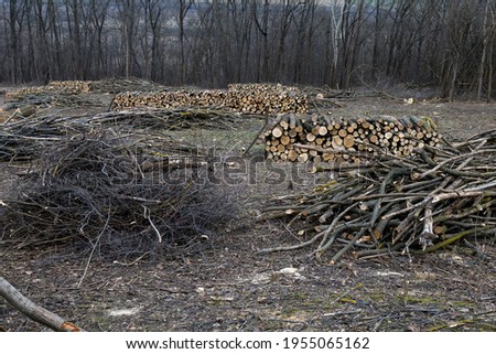Harvesting firewood and brushwood for the winter
