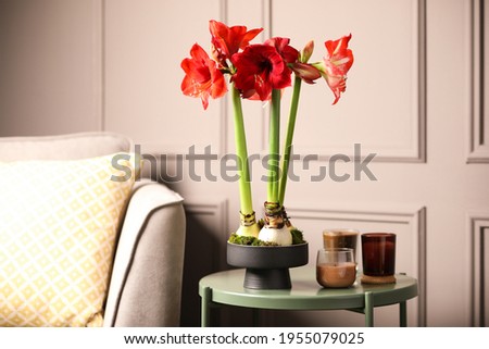 Beautiful red amaryllis flowers on table in room Royalty-Free Stock Photo #1955079025
