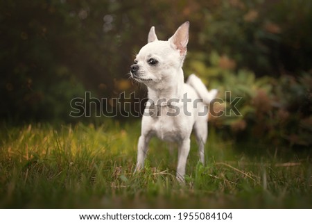 Little chihuahua dog playing in the park