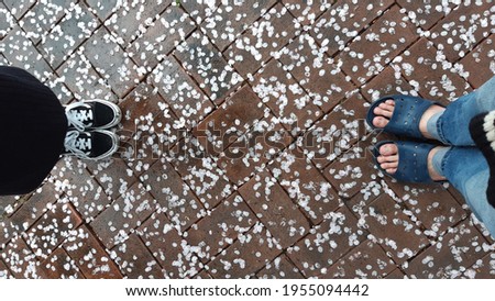 Groom's shoes with rose petals on the floor. Wedding photography.