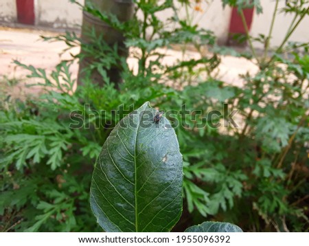 Fly insects sitting on the leaf,picture photography blue bottle fly insects on green leaf, green leaf fly insects on the garden,