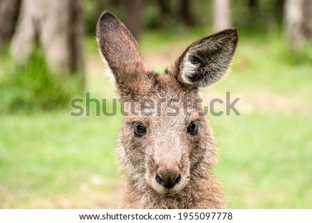 Joey young kangaroo portrait close up. Australian wildlife