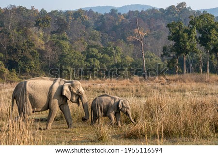 wild asian elephant mother with her calf walking together in pattern in beautiful scenic landscape background at dhikala zone of jim corbett national park uttarakhand india - Elephas maximus indicus