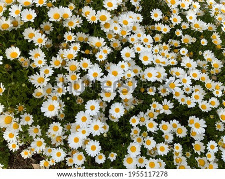Spring and Summer flower_Argyranthemum frutescens, marguerite, marguerite daisy, Paris daisy. flower meaning is happiness, True love, friendship.