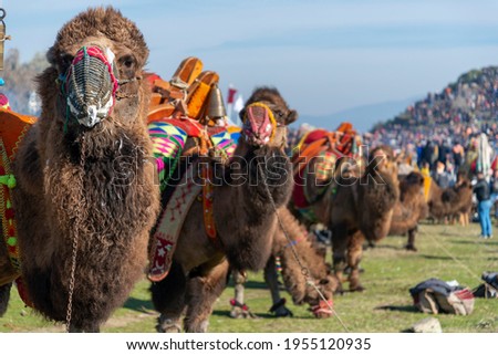 izmir turkey - 01 18 2015: camel wrestling festival izmir