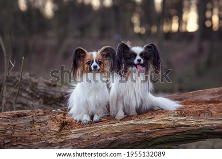 two papillon dog sit on a log in spring autumn at sunset