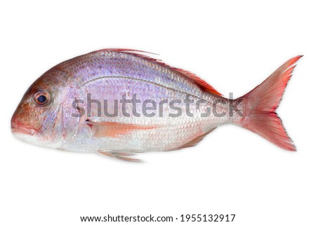 Pink Dorada fish isolated on white background