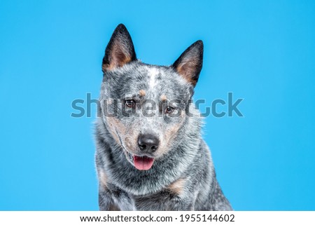 Close up portrait of face of blue heller or australian cattle dog against blue background