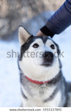 Husky dog lying in the snow. Siberian husky with blue eyes in winter forest.