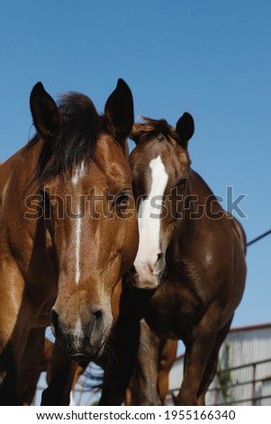 Quarter horses being curious for horse portrait during summer close up.