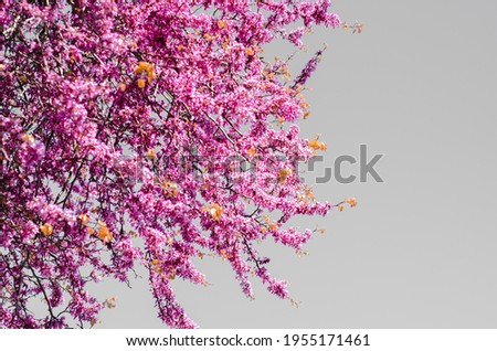Blossoming pink leaves tree pespective