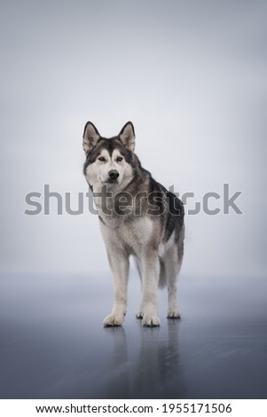 Malamute stands on the ice like a wild wolf