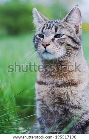 Cat in the meadow