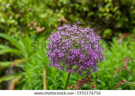 Purple bulbs of Allium alliaceae. Close-up of Allium flowers in bloom during the summer