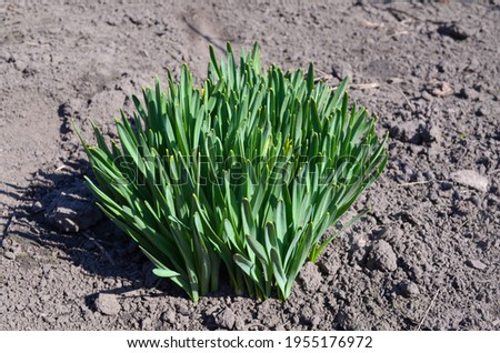 A small green daffodil bush growing on the ground on early spring.  Garden flowers growing on the soil. Green bright plant macro picture. 