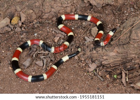Sonoran Coral Snake in Mexico, Micruroides euryxanthus