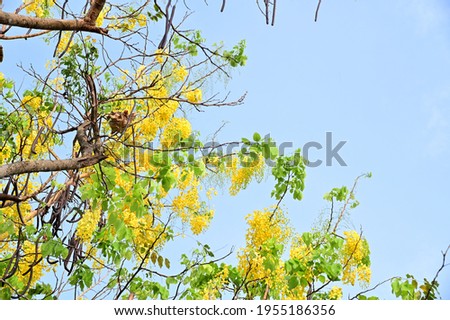 Golden Shower Tree, Cassia fistula beautiful yellow flowers and green leaves of Thailand in the garden. 
Focus on leaf and shallow depth of field.