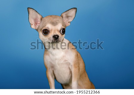 Six pictures on the theme of 5 emotions, such as denial, anger, bargaining, depression and acceptance. This is a humorous photo shoot of a Chihuahua puppy on the topic of psychology.