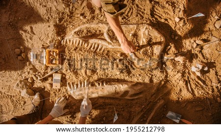 Top-Down View: Paleontologists Cleaning Tyrannosaurus Dinosaur Skeleton. Archeologists Discover Fossil Remains of New Predator Species. Archeological Excavation Digging Site. Royalty-Free Stock Photo #1955212798