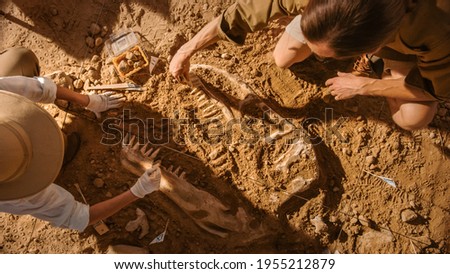 Top-Down View: Two Great Paleontologists Cleaning Newly Discovered Dinosaur Skeleton. Archeologists Discover Fossil Remains of New Species. Archeological Excavation Digging Site. Royalty-Free Stock Photo #1955212879