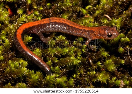 Red-back Salamander on moss, Plethodon cinereus