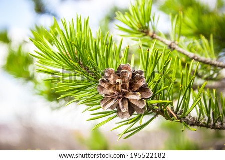 pine cone on a branch  Royalty-Free Stock Photo #195522182