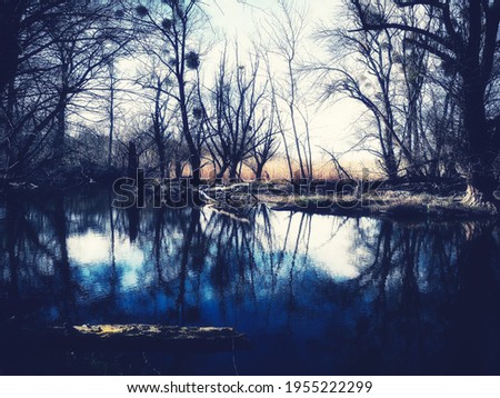 floodplain forest on the lake shore with bald trees, winter background