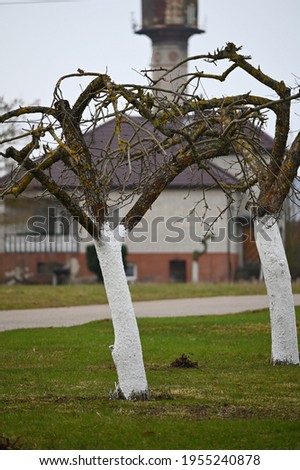 white-stemmed fruit trees on a green meadow