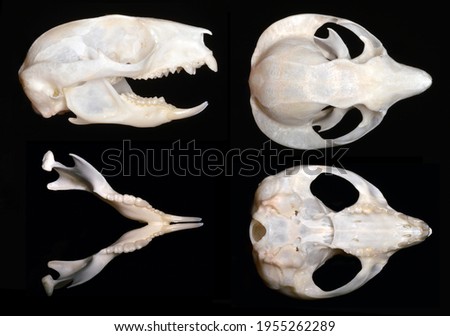Skull of Petaurus breviceps (the sugar glider),  a omnivorous, arboreal, and nocturnal gliding possum belonging to the marsupial infraclass.
