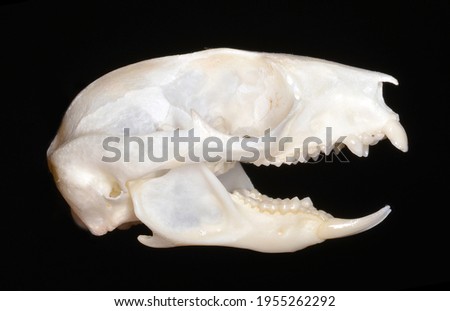 Skull of Petaurus breviceps (the sugar glider),  a omnivorous, arboreal, and nocturnal gliding possum belonging to the marsupial infraclass.