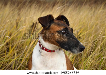 dog portrait, smooth fox terrier, shot in grasslands 