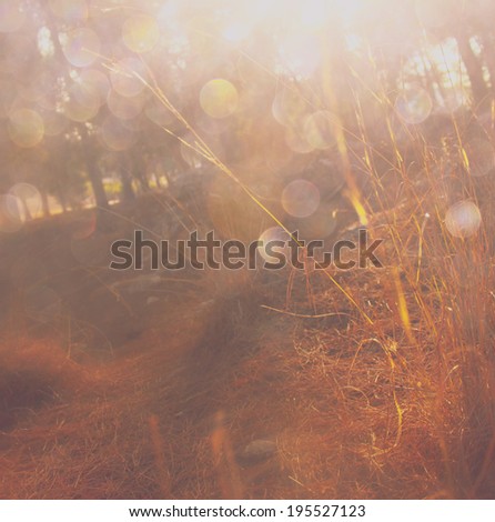 light burst among meadow trees
