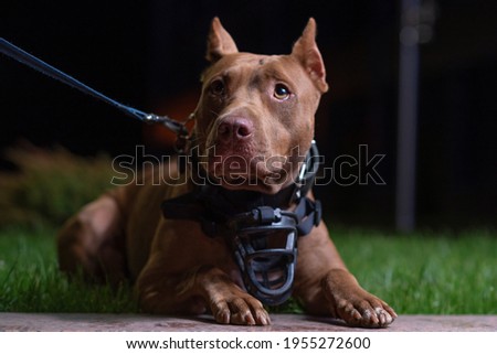 Portrait of an American Pit Bull Terrier in the city at night.