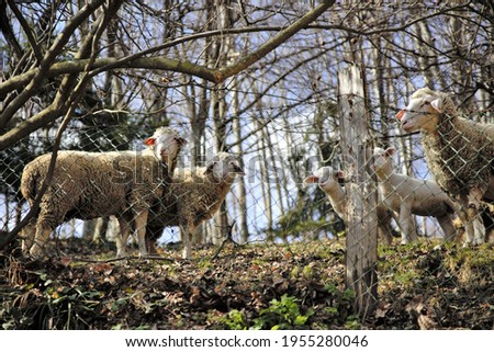 Five sheep in the pictures