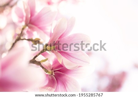 Mother‘s Day concept. Magnolia flowers in the morning light. Pastels colors